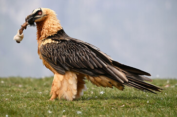 a majestic bearded vulture in the mountain in spain