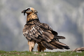 a strong bearded vulture in spain
