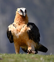 a majestic bearded vulture in spain