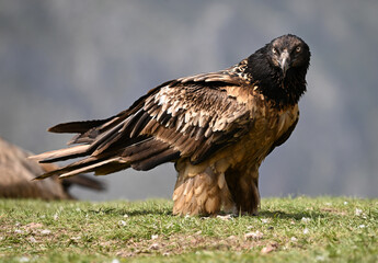 a majestic bearded vulture in the mountain in spain