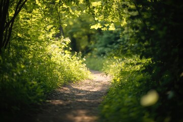 Fototapeta premium Sunny forest path