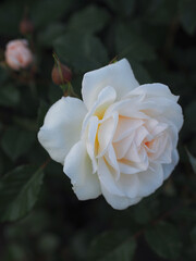 Beautiful white roses