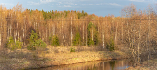 Panoramic view of the forest during sunset during the golden hour in the Leningrad region on the Kapsha River