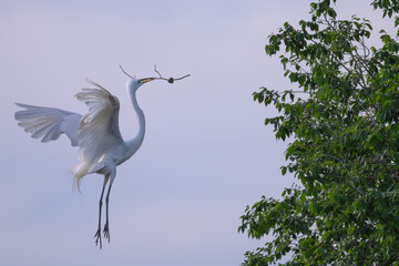 Great egret with breeding plumage flies to top of tree with twig for nest.