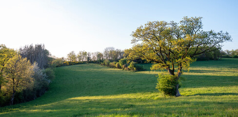 trees and meadows in rolling hills of luxemburg countryside