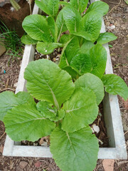 Growing vegetables in cement pots, organic vegetables, growing vegetables as hobby