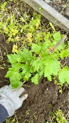 planting currant bush in garden