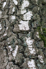 Close-Up Birch Tree Bark Texture Layer
