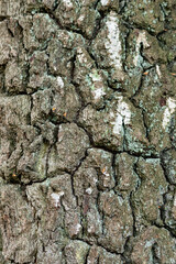Natural Birch Bark Texture Detail Shot
