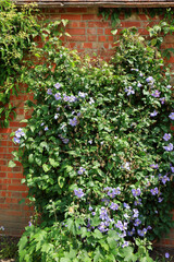 A wall full of purple Clematis