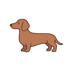 Miniature dachshund standing in a playful pose  