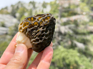 Quality black morel mushrooms collected from nature