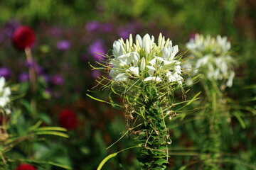 A garden scene with a white Spider flower