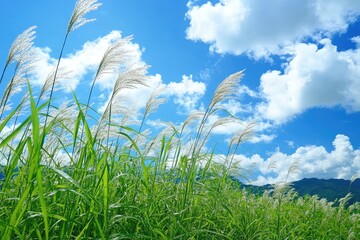 Fototapeta premium Lush grass field under a vibrant sky