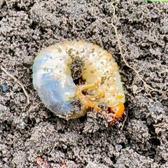 close-up of beetle larva in soil