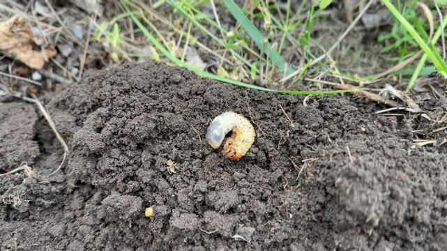 close-up of beetle larva in soil