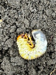 close-up of beetle larva in soil