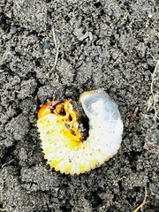 close-up of beetle larva in soil