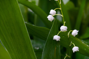 Obraz premium Delicate white lily of the valley blooms in lush green foliage