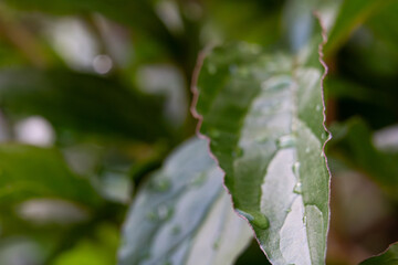 Lush green leaves glistening with water droplets after rainfall