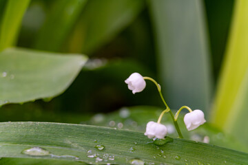 Delicate white flowers growing amidst lush green leaves in nature