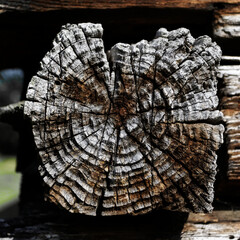 Obraz premium drewno