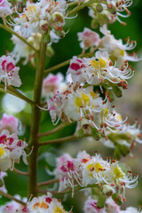 Colorful blossoms on a tree branch during spring season