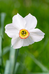 Fototapeta premium Beautiful white daffodil in a lush green garden setting