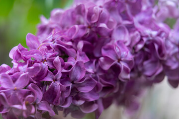 Fototapeta premium Vibrant lilac blooms brighten a springtime garden in full bloom