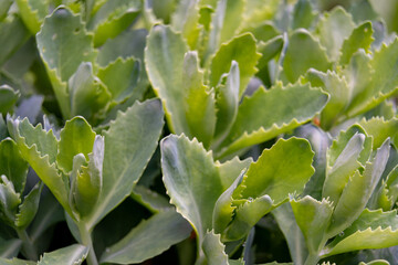 Lush green succulent plants thriving in a sunny garden setting