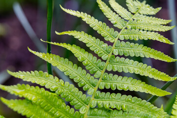 Lush green fern leaves basking in natural light in a garden