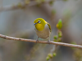 warbling white eye bird standing on tree branch