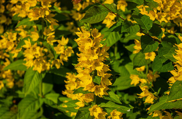 Yellow bells flowers of Lysimachia Punctata, dotted loosestrife, large yellow loosestrife or spotted loosestrife in summer garden with selective focus. Trendy aspen gold flower background.