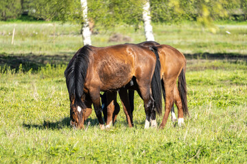 Fototapeta premium Two Brown Horses Grazing Peacefully on a Green Meadow in Countryside During Sunny Spring Day
