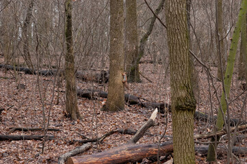 two red squirrels playing in the fall forest.