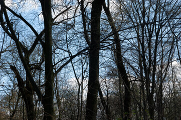 gloomy spring forest under the blue sky with white clouds