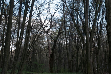 gloomy spring forest under the blue sky with white clouds