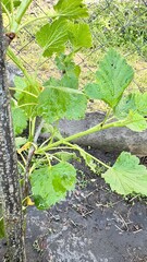 currant bush in garden