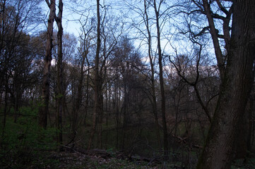 a spring forest, an impenetrable wilderness.