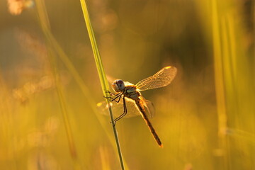 una libellula al tramonto