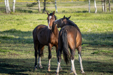 Two Horses in Social Interaction – One Approaching Another with Expressive Gesture in Natural...