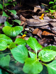 Golden poison frog endemic from the rainforests of Colombia. Phyllobates terribilis.