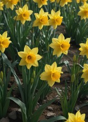 Obraz premium Dense cluster of daffodils, vibrant yellow hues against green , blossom, beautiful