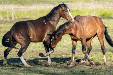 Fototapeta premium Horses Nuzzling and Interacting on a Sunny Pasture – Gentle Moment of Equine Bonding and Communication in Natural Countryside Setting