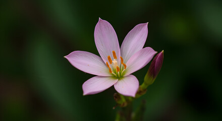 Fototapeta premium Delicate Pink Zephyr Lily Blossom Unveiling Its Beauty In Subtle Lighting
