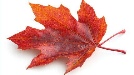 Autumn leaves flying in midair against white background with soft shadows dynamic seasonal foliage stock image