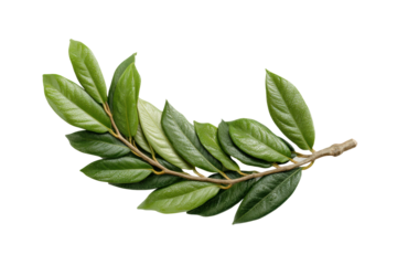 PNG Green laurel leaf branch on black background: natural botanical detail
