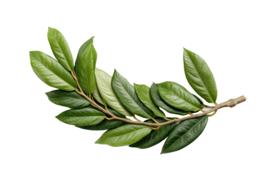 PNG Green laurel leaf branch on black background: natural botanical detail