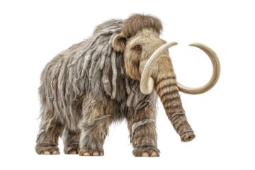 PNG Majestic woolly mammoth with curved tusks in natural pose