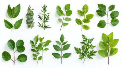 Fototapeta premium Collection of assorted green leaves from tropical plants isolated on white background minimal botanical flat lay concept